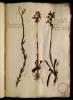  Fol. 26 

Linum sylvestre alpinum flore alvo (flo) malvaceo. Cynosorchis flore luteo ad album tendente. Orchis ornithophoros floribus albicantibus.
